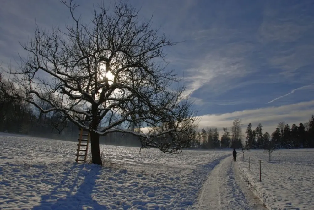Verschneite Wiese bei Bad Herrenalb mit einem Winterweg durch den Nordschwarzwald